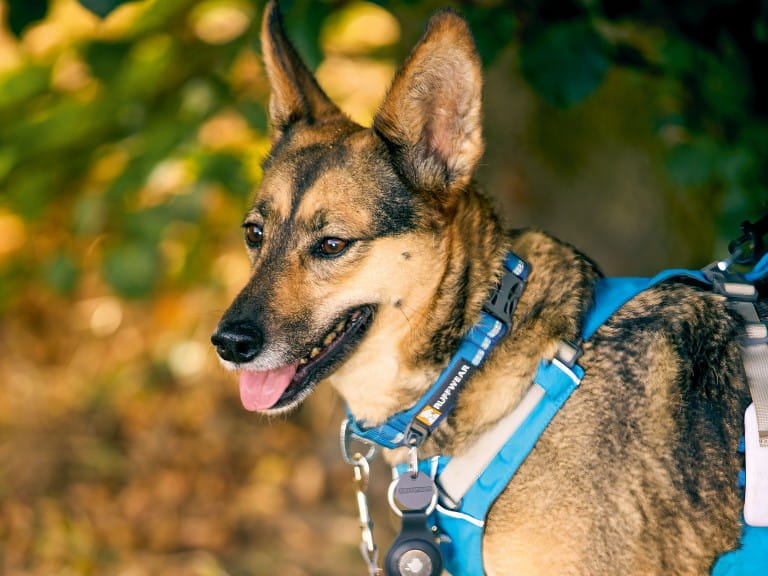 Sophie the dog from Romania | Mark Harrison