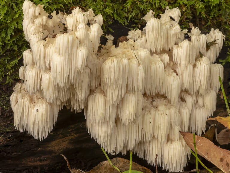 Lion's mane mushrooms growing in the wild | Getty/Karel Bock