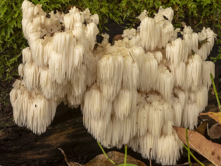 Lion's mane mushrooms growing in the wild | Getty/Karel Bock