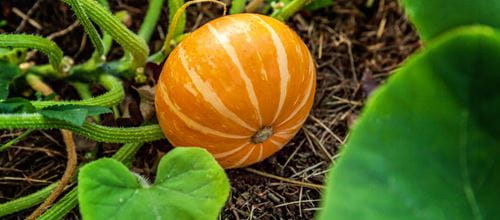 A squash grows on a vine ready to be harvested in October | Getty/Iuliia Zavalishina