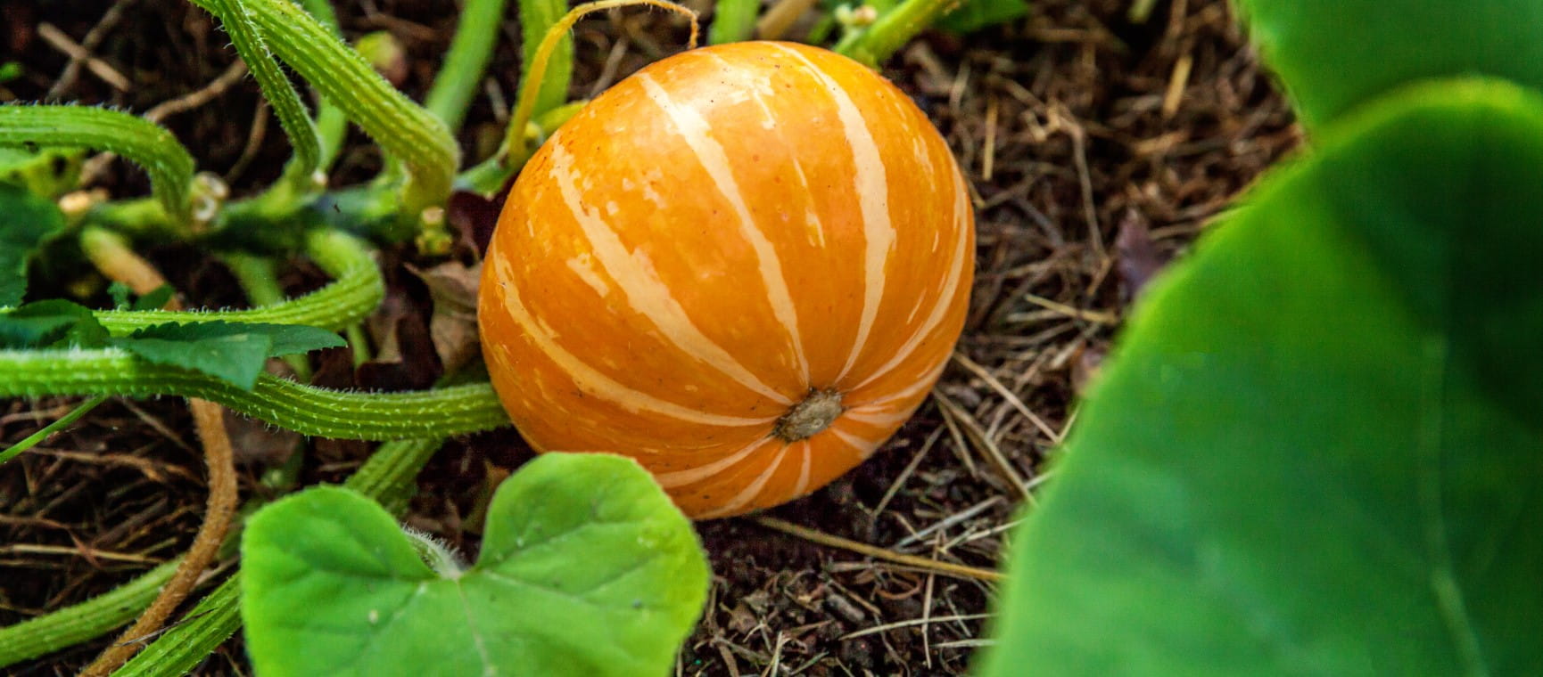 A squash grows on a vine ready to be harvested in October | Getty/Iuliia Zavalishina