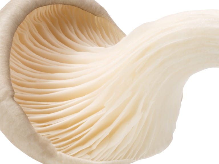 An oyster mushroom | Shutterstock