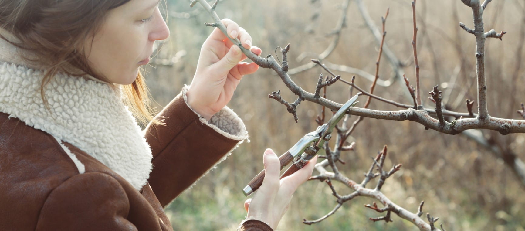 A woman pruning a tree in the winter