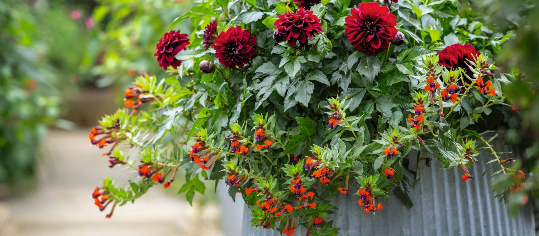 Pretty red flowers in a garden pot | Jonathan Buckley