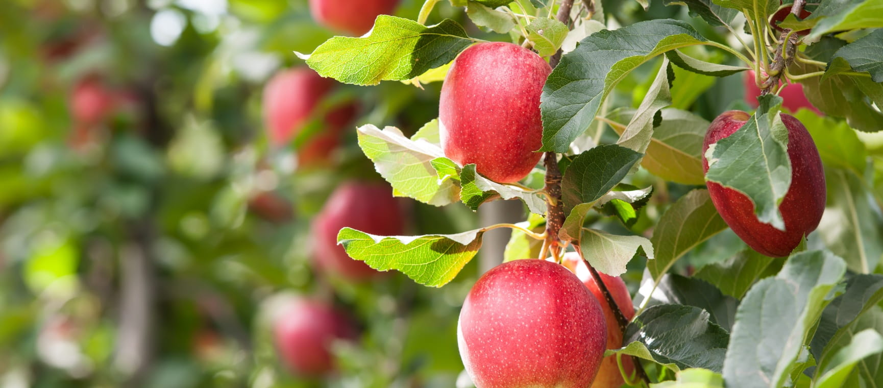 Close-up of red apples on an apple tree