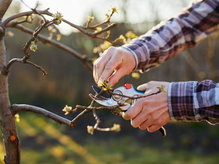 A man's hands using secateurs to prune an apple tree in winter