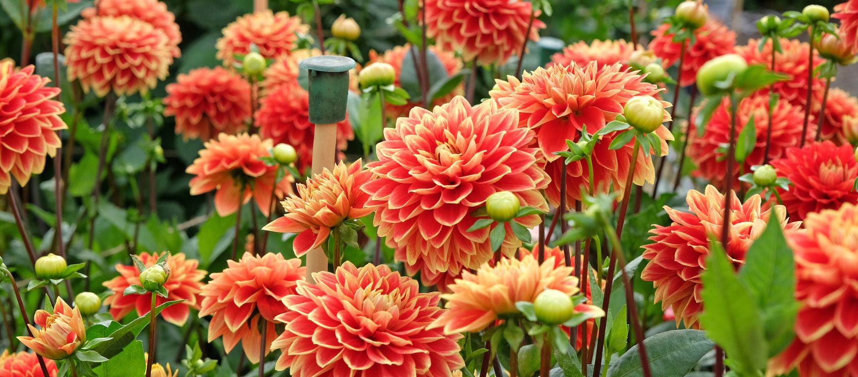 how-to-store-dahlias-in-winter