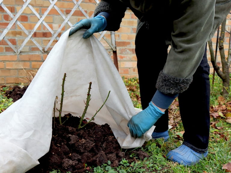 Pruned rose stems being covered by a white sheet in winter