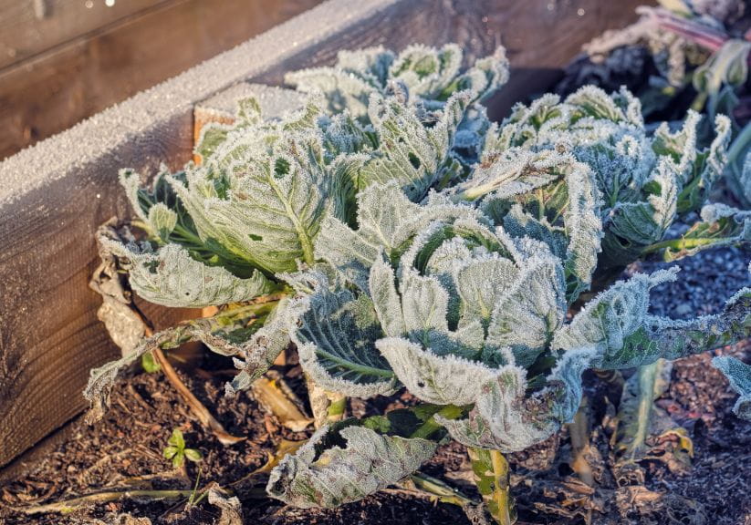 Cabbages covered with frost in a wooden raised bed
