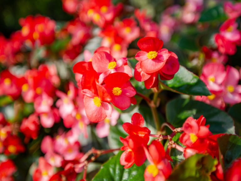 Red begonia in a field Red begonia in a field