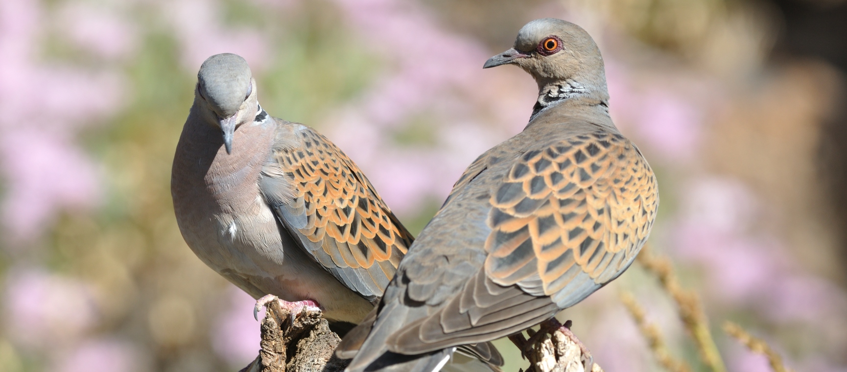 Two turtle doves on a branch
