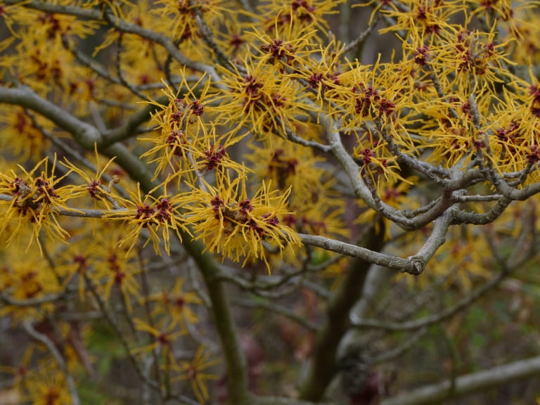 Yellow witch hazel flowers on a tree in winter