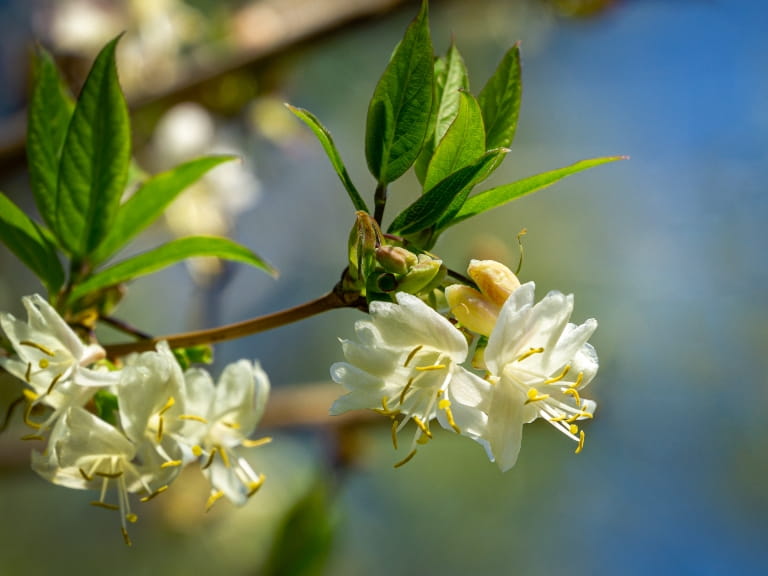 Winter honeysuckle flowers with white petals and green leaves against a blue sky