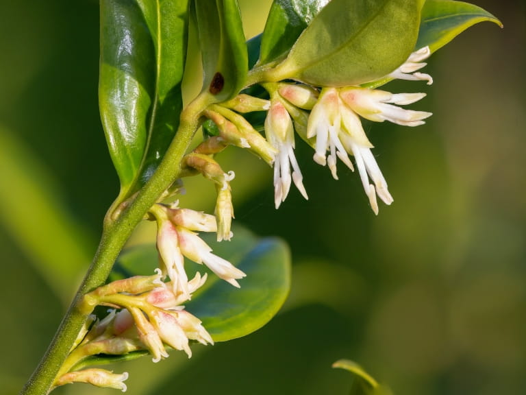 A stem of white sweet box flowers with green leaves