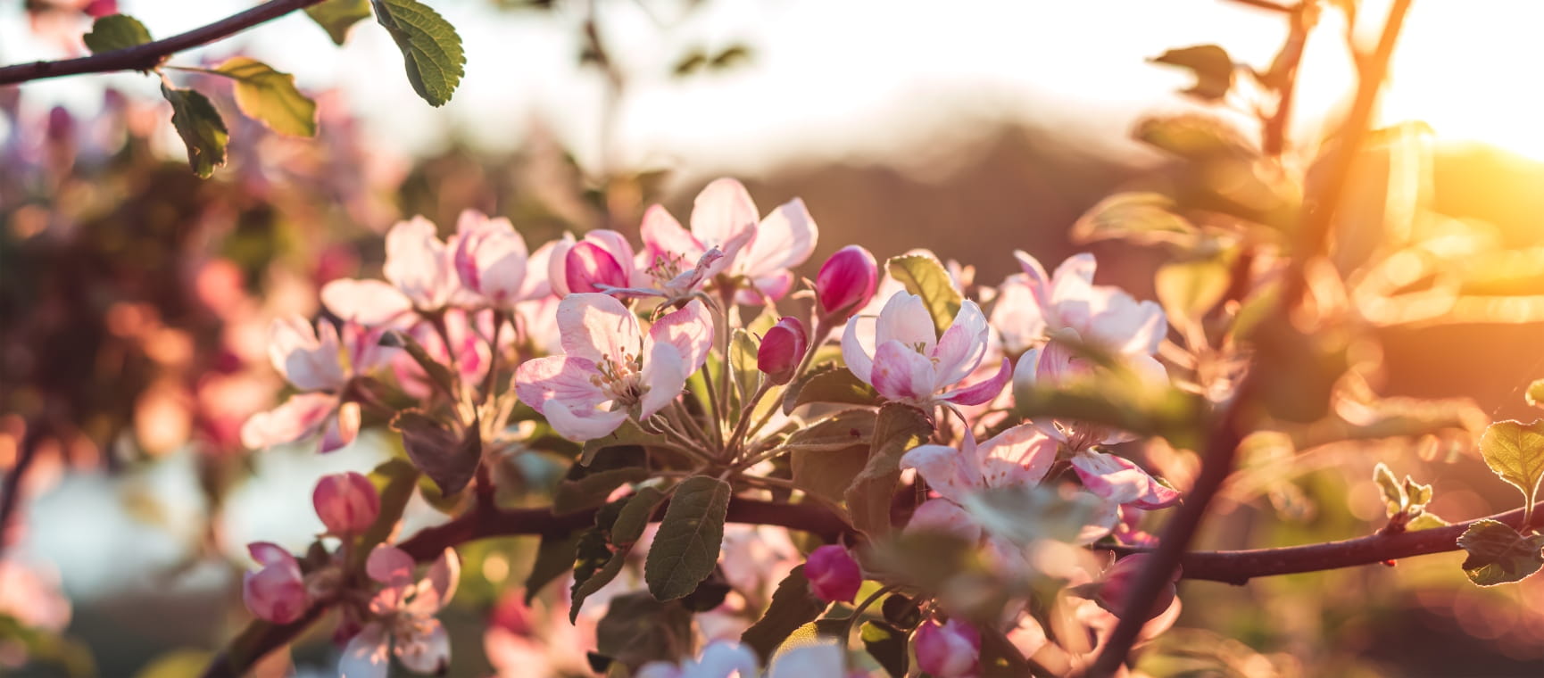 Blooming fruit tree at sunset in winter
