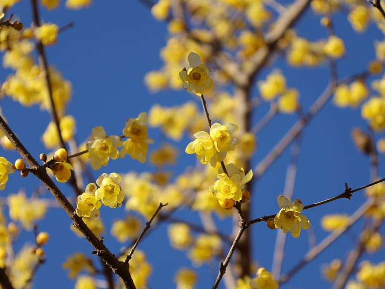Small yellow wintersweet flowers against a blue sky in winter