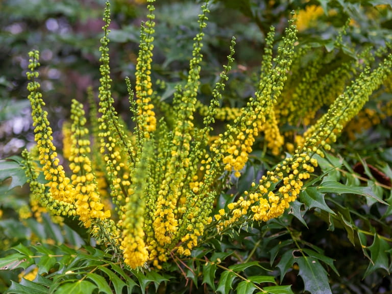 Yellow winter sun flowers with green leaves