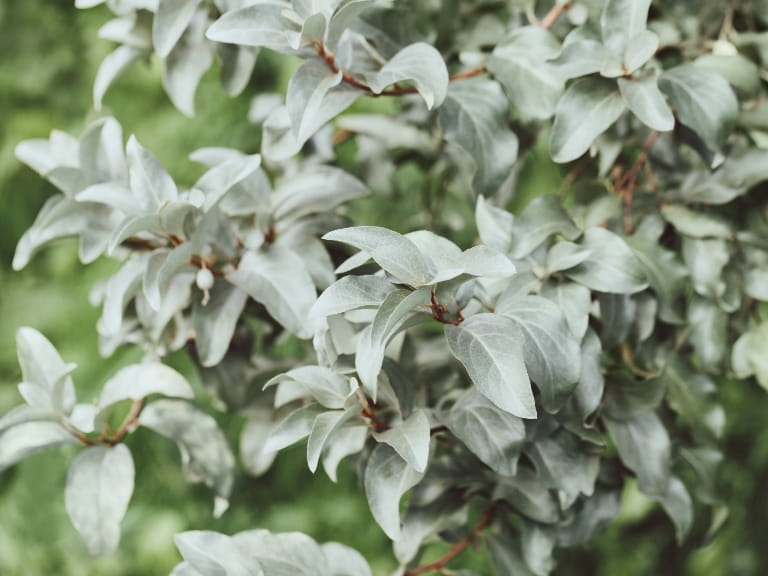 Silvery green leaves of a silverberry shrub