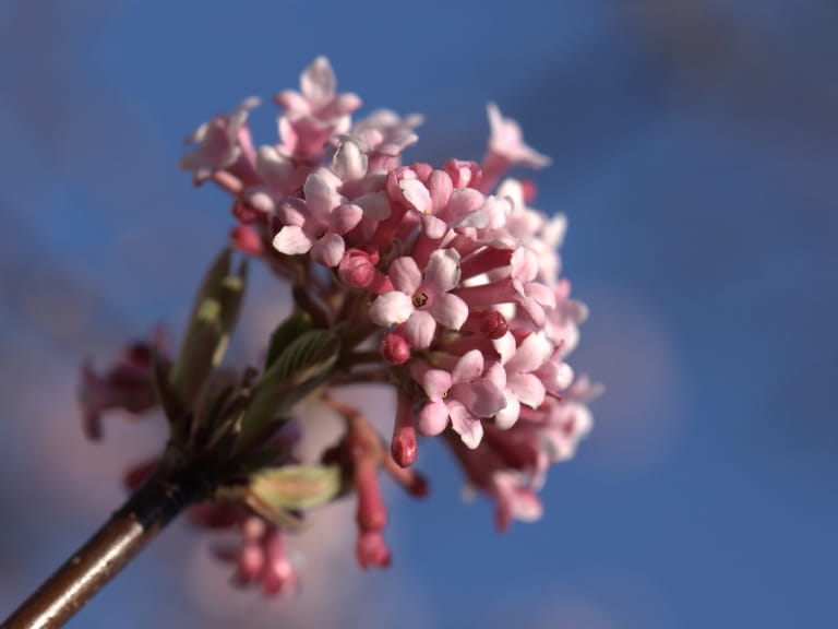 Pink flowers of a Viburnum x bodnantense Dawn plant against a blue sky in winter
