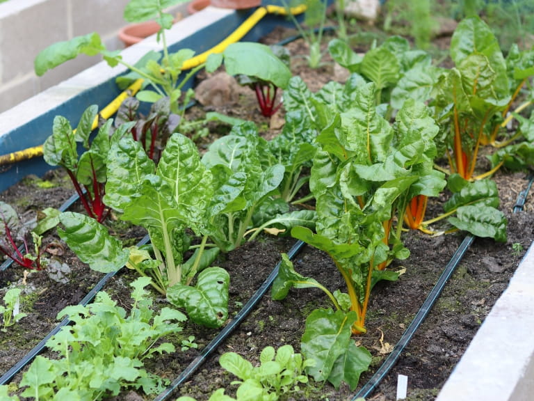 A variety of green salad leaves being grown in a greenhouse over winter