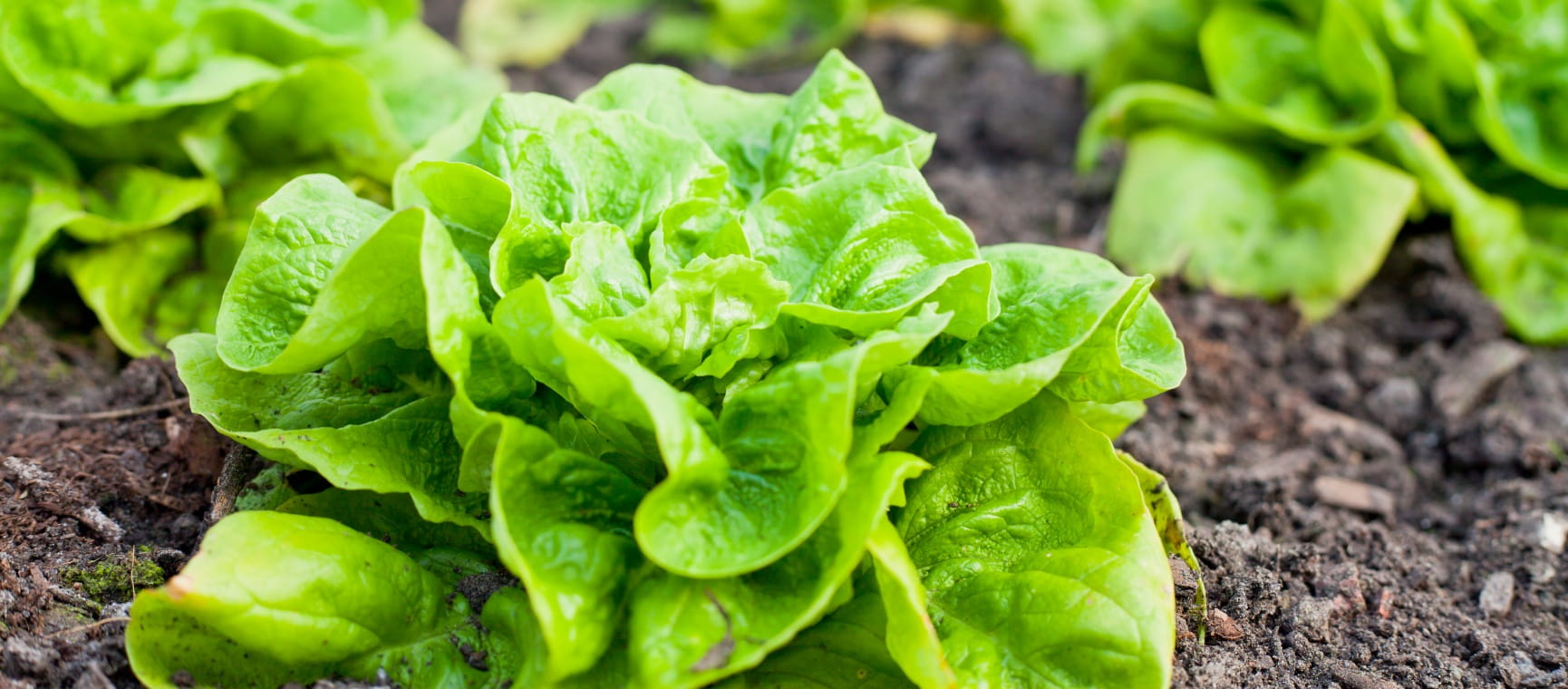 winter salad growing