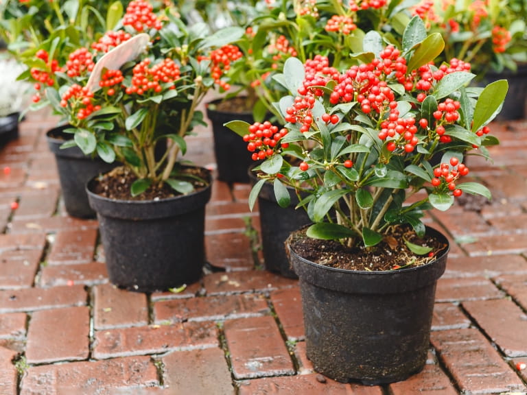 Red Skimmia Japonica Rubella plants in black pots; a green-leafed plant with red berries