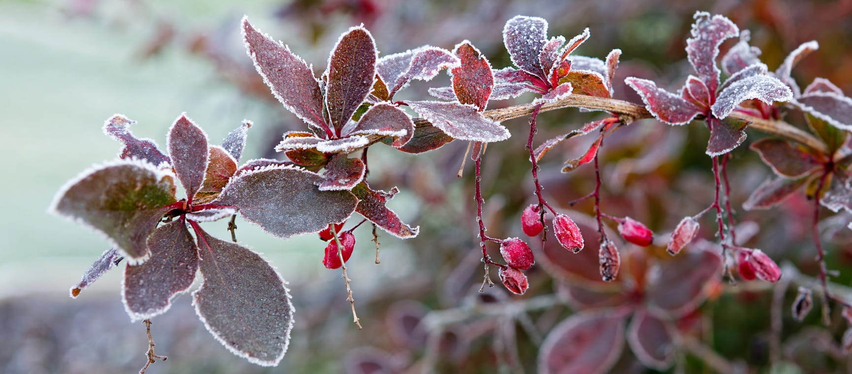 Branches with barberry berries and dark red leaves covered in frost