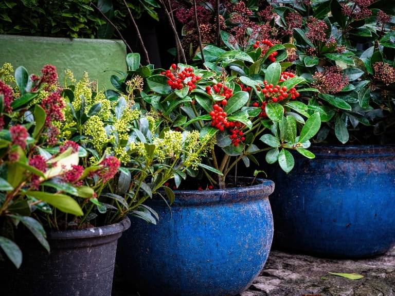 Decorative winter plants in blue ceramic pots in a winter garden