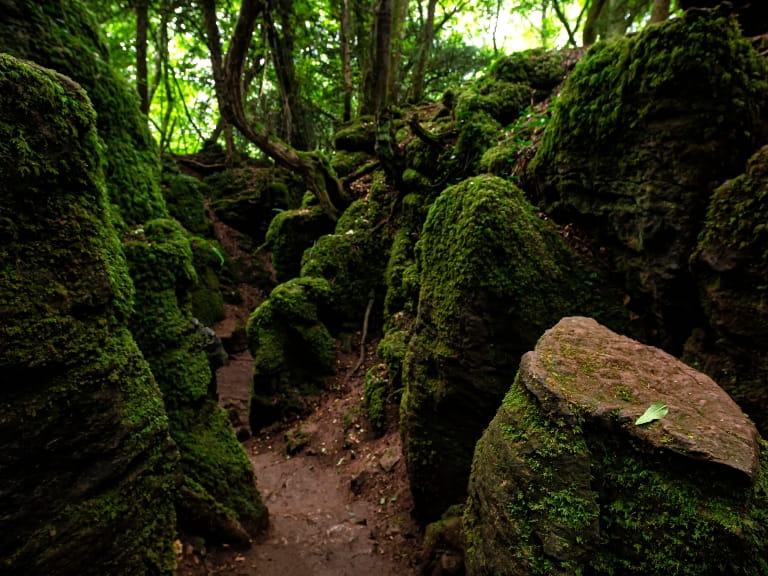 Moss-covered rocks of Puzzlewood, ancient woodland in the Forest of Dean, Gloucestershire