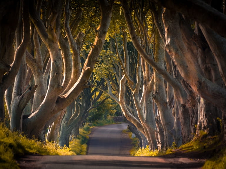 An avenue of atmospheric beech trees known as the Dark Hedges, Northern Ireland