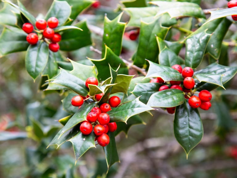 Red berries on holly leaves