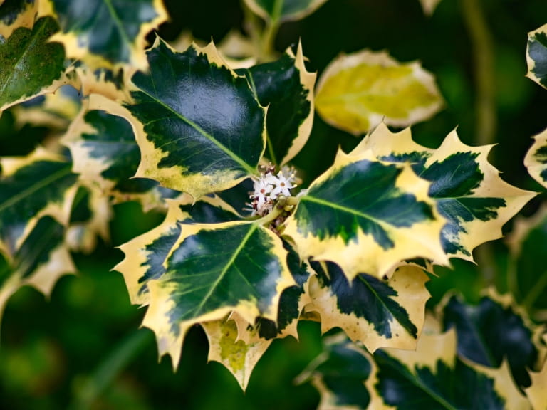 Hedgehog holly; green leaves edged in yellow with lots of spikes