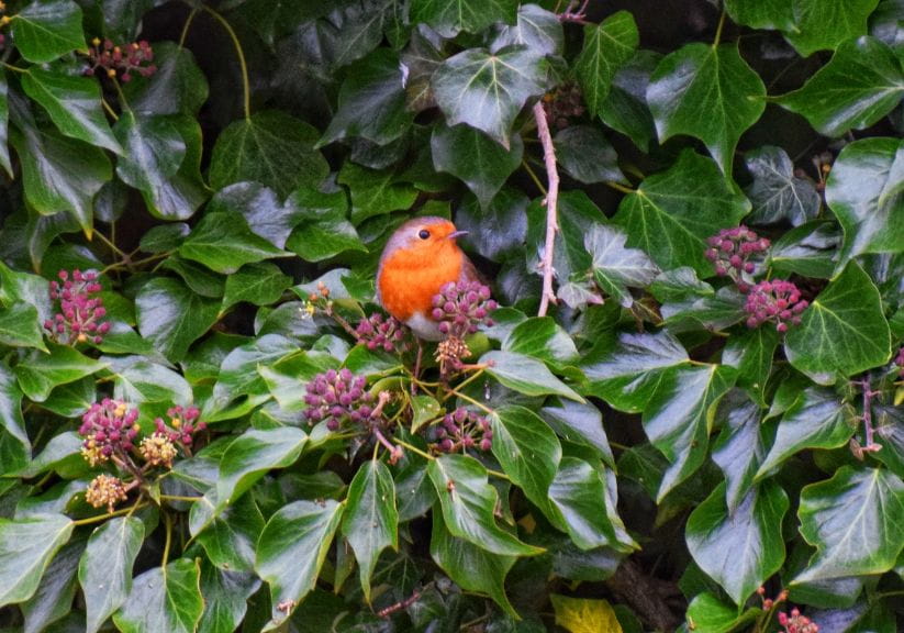 ivy on a wall with a robin sat in it