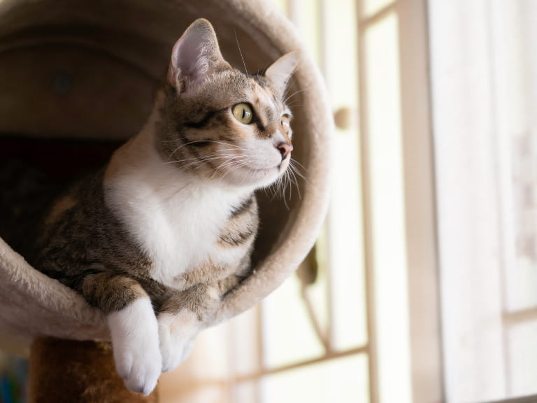 A cat sitting inside a tube indoors