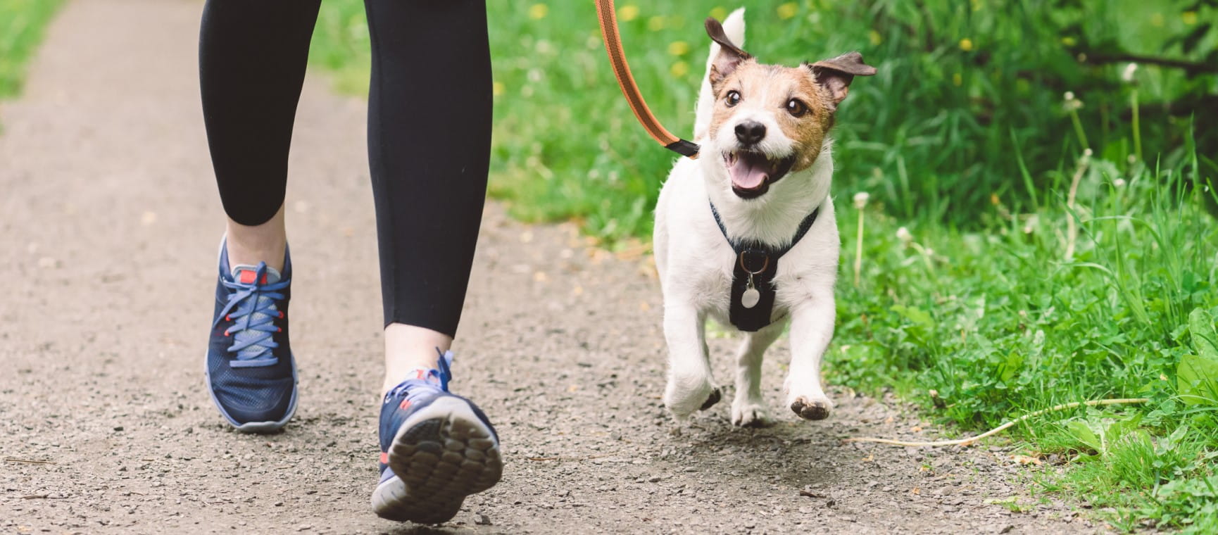 a woman walking her terrier along a path
