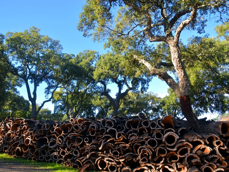 A cork forest and plantation with cork oaks stacked neatly