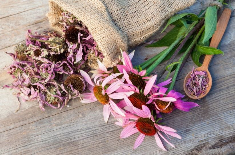  Echinacea as a flower and dried