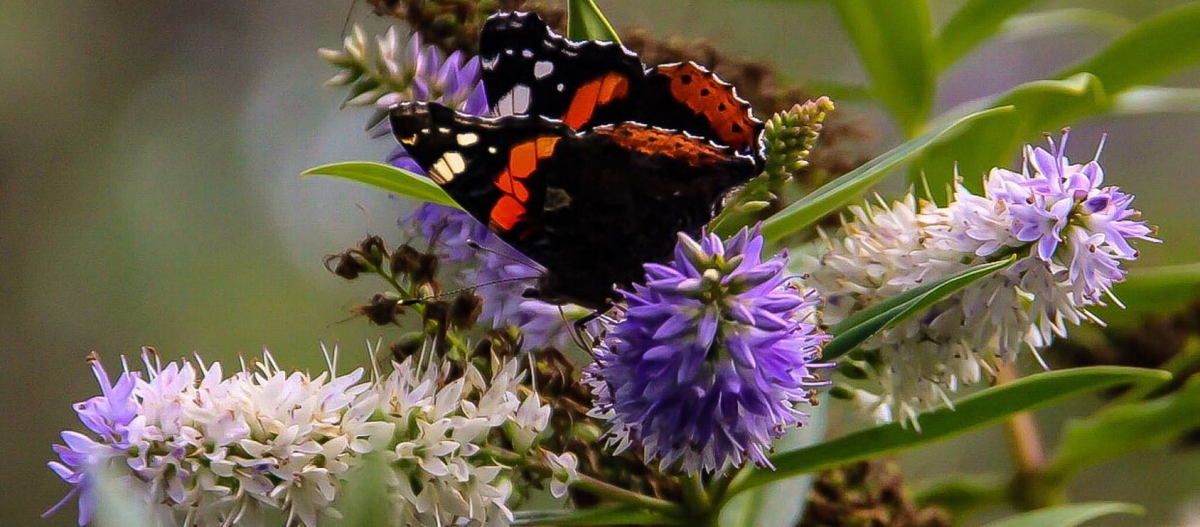 Red Admiral on purple hebe blooms | JamsNature
