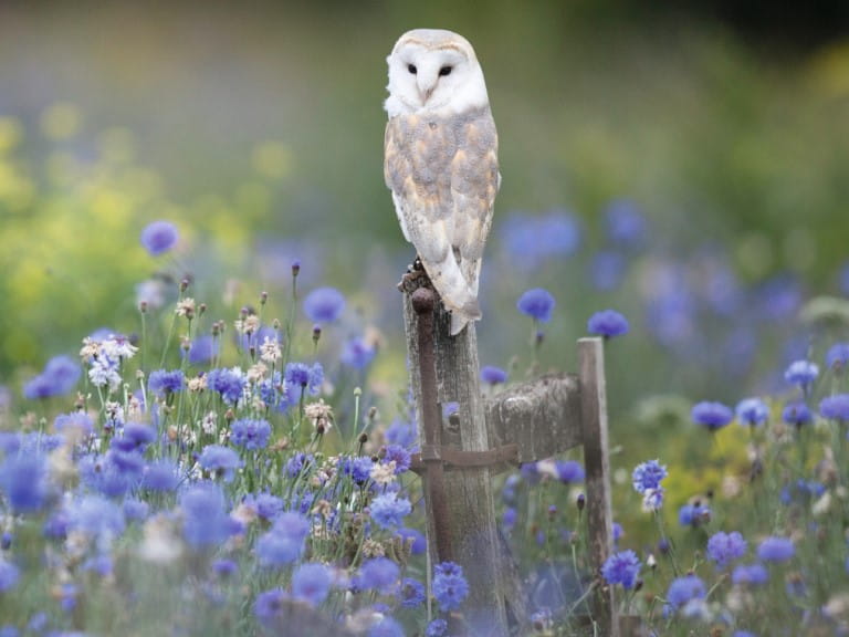 A barn owl perched on a fence post in a meadow
