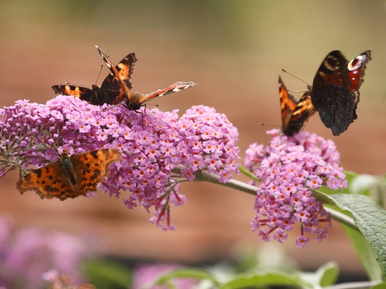 A group of different butterflies on a buddleia | The Butterfly Conservationist/Will Langdon
