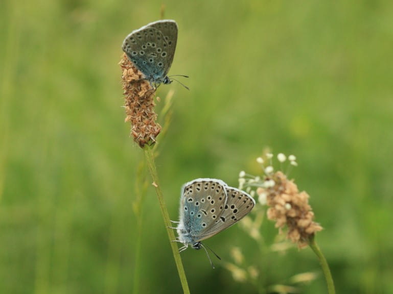 Two Large Blue butterflies | The Butterfly Conservationist/Will Langdon