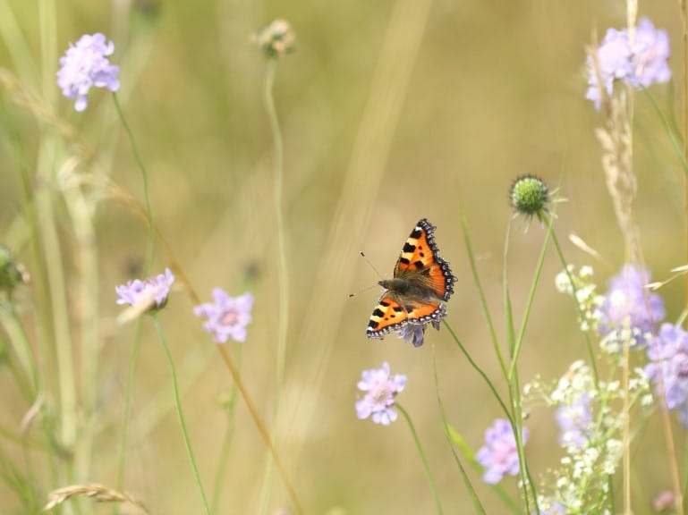 A Small Tortoiseshell in a meadow | The Butterfly Conservationist/Will Langdon