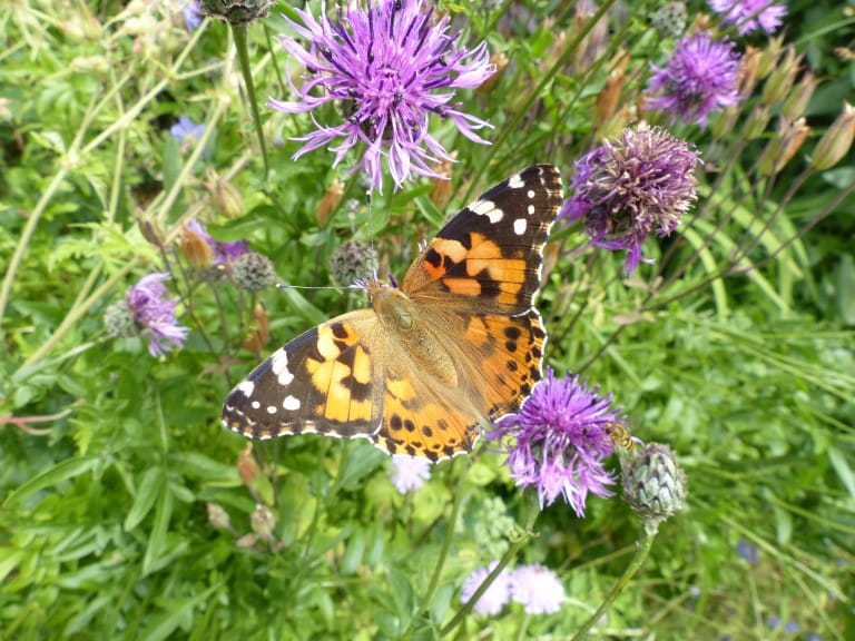 A Painted Lady butterfly | Martin Warren