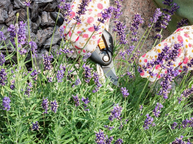 A close of up somene wearing gardening gloves and using secateurs to prune lavender | Getty/IRINA NAZAROVA