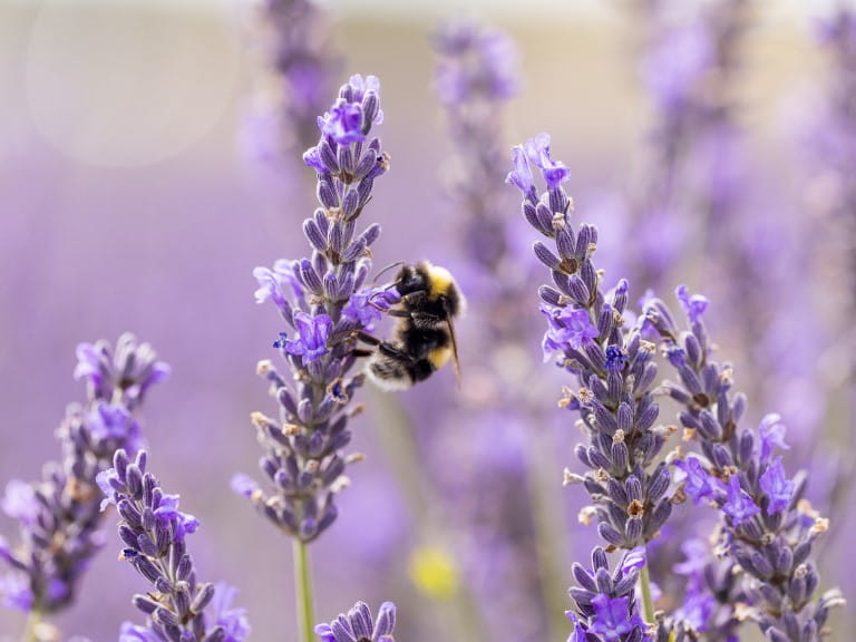 A bee on lavender | Gety/Leila Coker