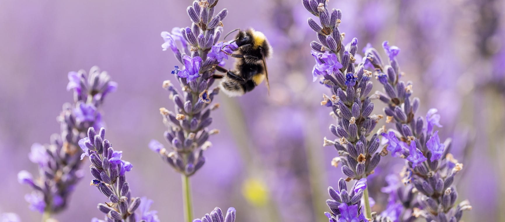 A bee on lavender | Gety/Leila Coker