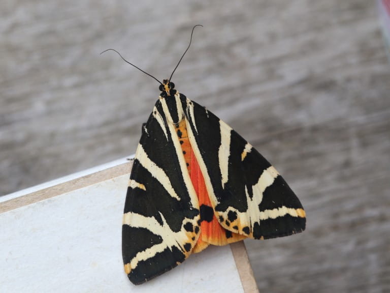 A Jersey Tiger moth | Megan Lowe