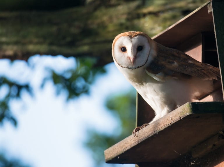A barn owl peeking out of a nesting box | Getty