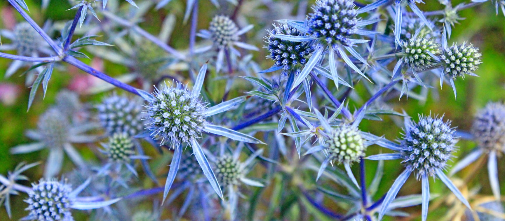 Thorny plant of Eryngium | Getty/alexmak72427