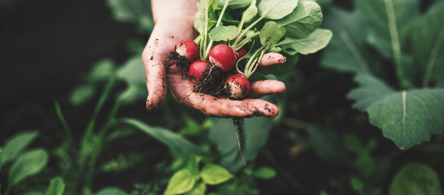 Hands holding a fresh radish straight from the ground | Getty/tibor13